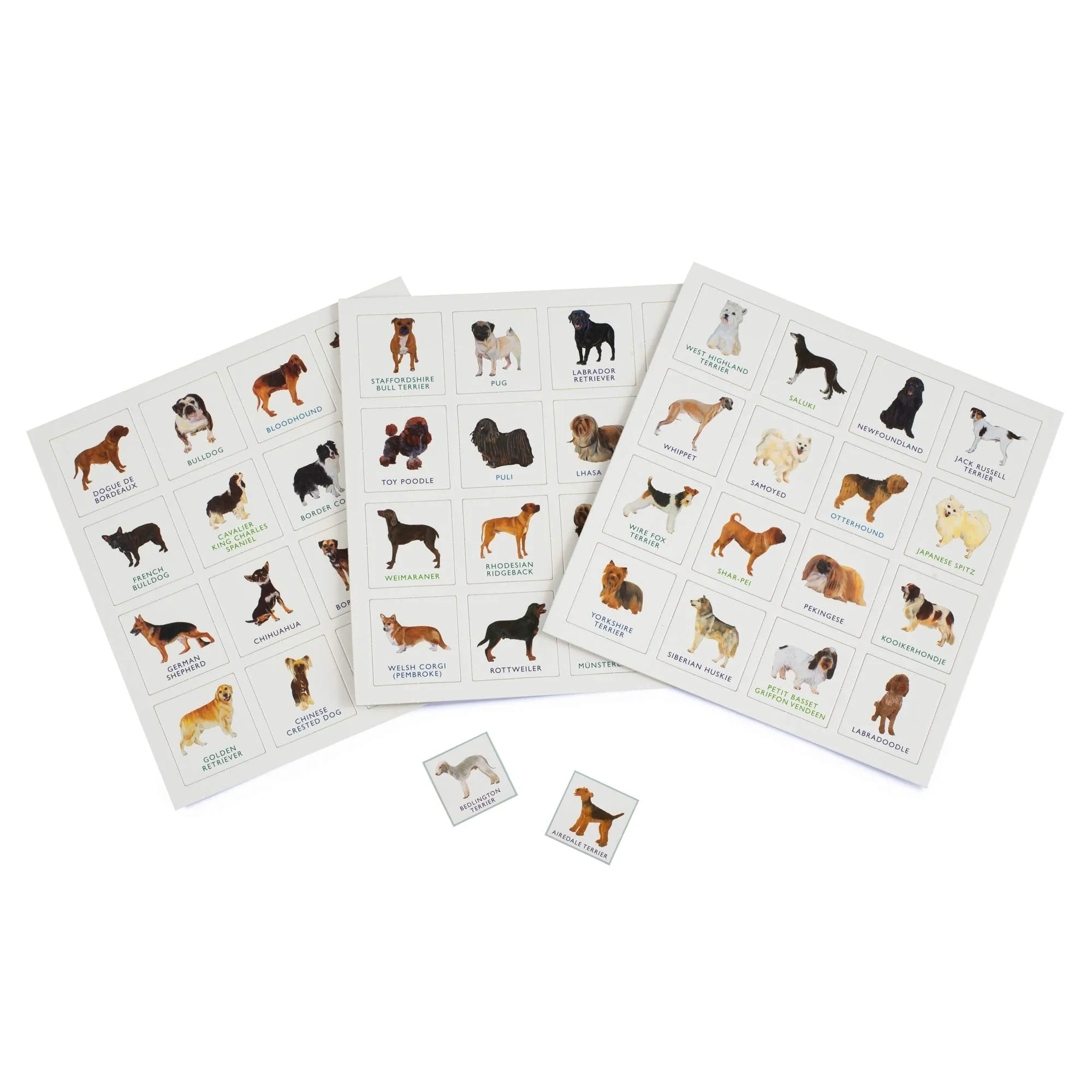 Brumby - Bingo - Dog