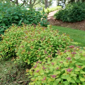 Double Play Dolly Spirea